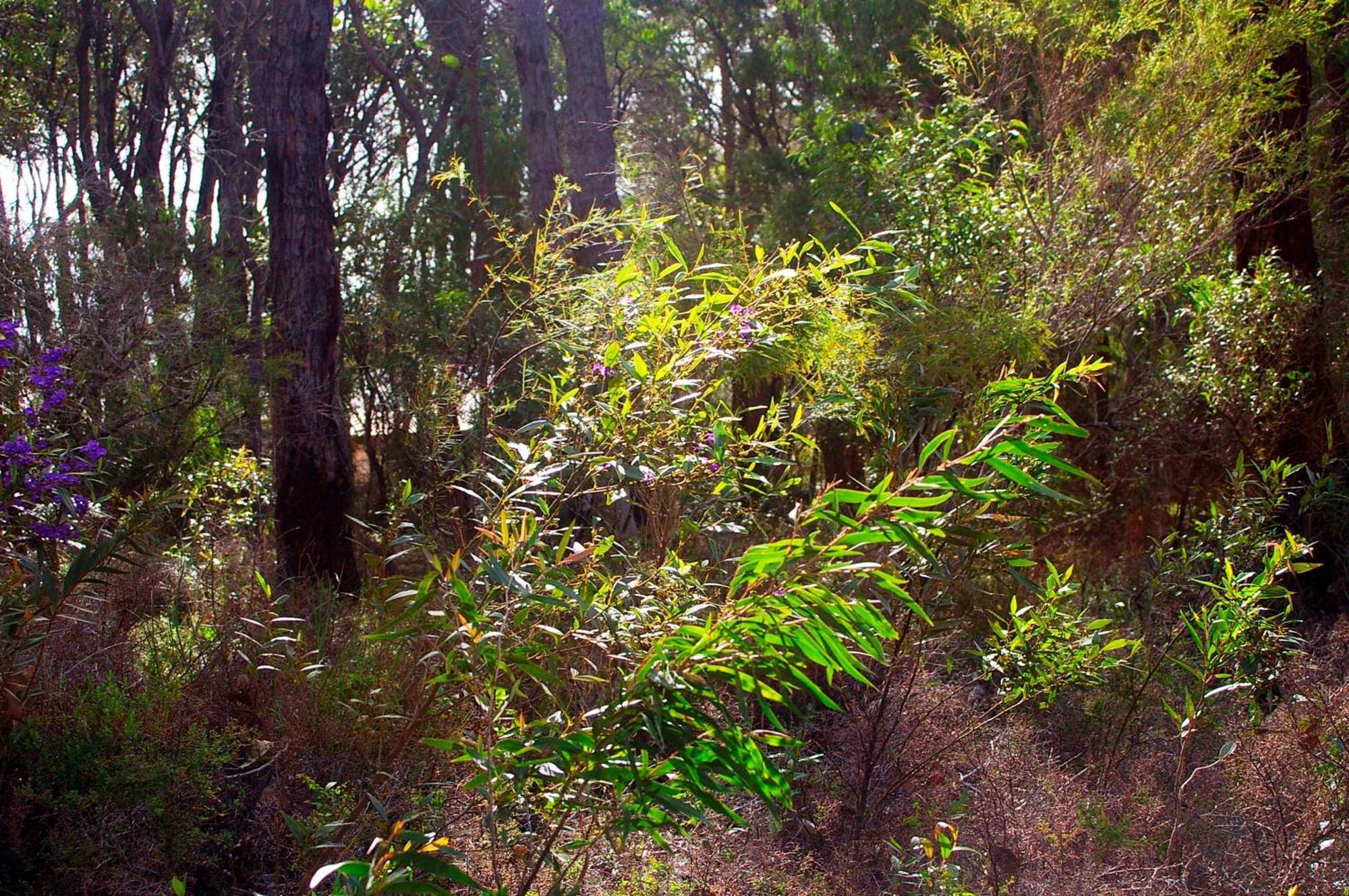 Margarets In Town Apartments Margaret River Buitenkant foto